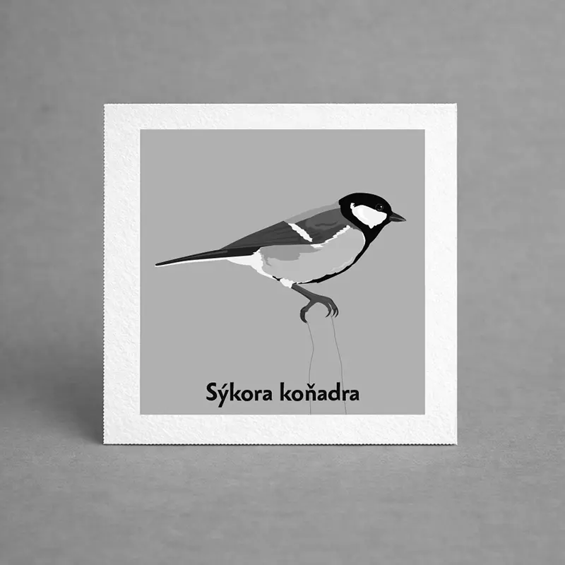 Pexeso Ptáci z krmítka – sýkora koňadra